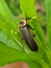 Atalantycha dentigera