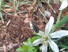 Euthycera zelleri
