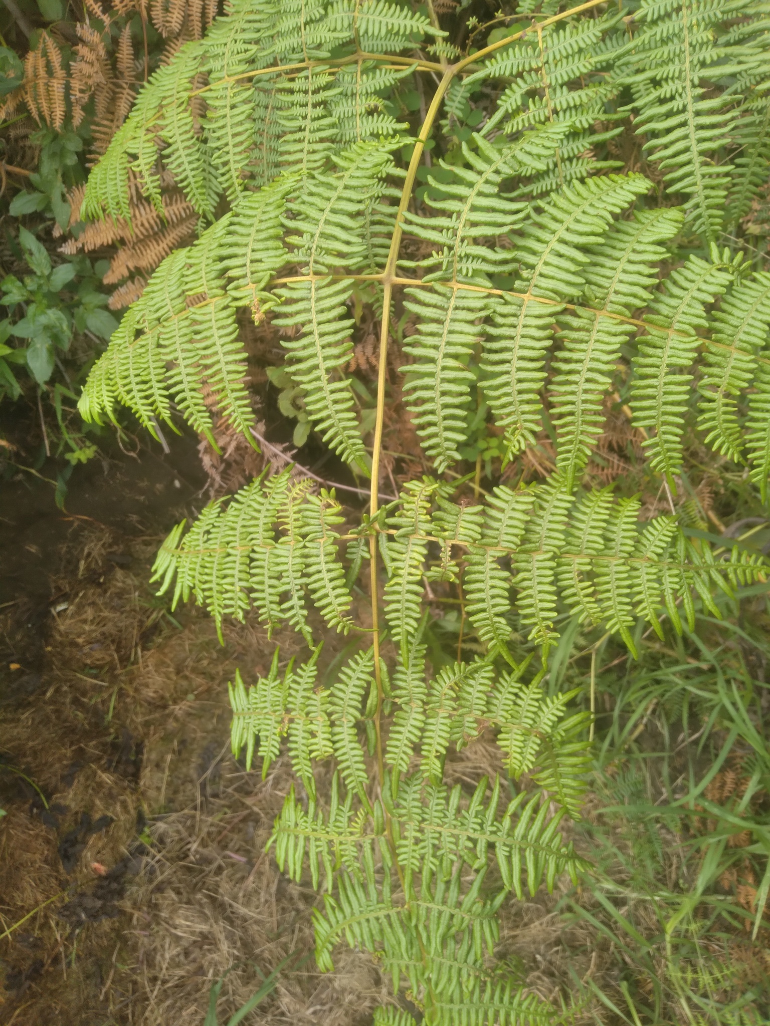 Pteridium image