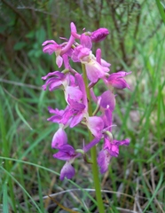 Orchis × penzigiana