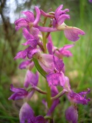 Orchis × penzigiana