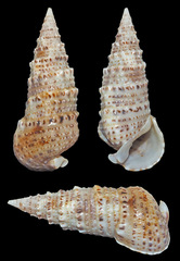 Rhinoclavis sinensis