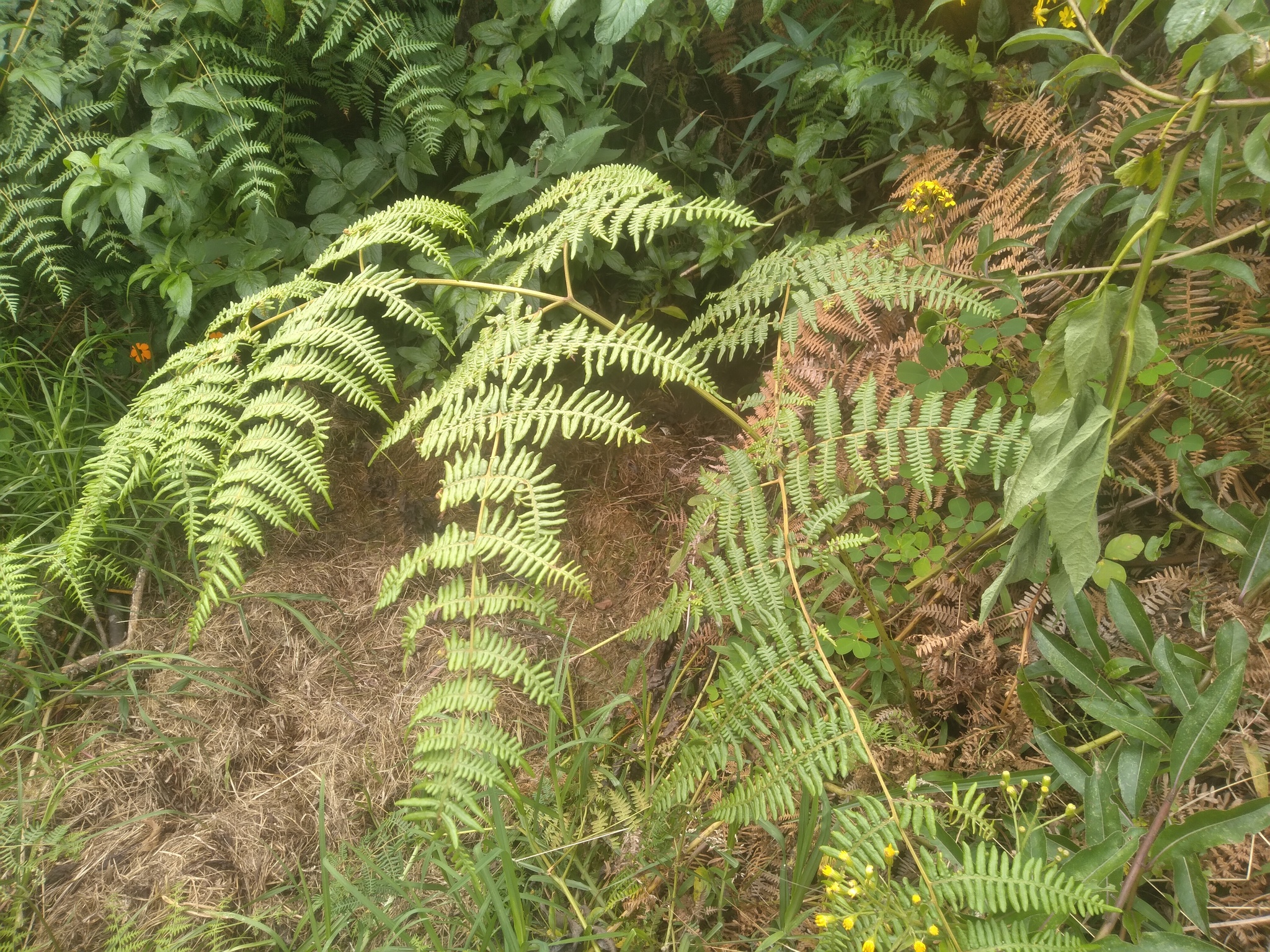 Dennstaedtiaceae image