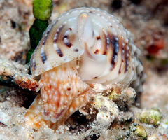 Rhinoclavis sinensis