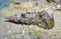 Rhinoclavis sinensis