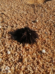 Echinometra vanbrunti