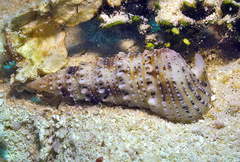 Rhinoclavis sinensis