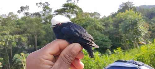 White-crowned Manakin (Pseudopipra pipra), photo 6