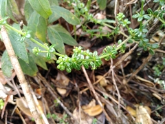 Galium hypocarpium