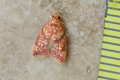 Lophopepla igniferella