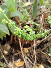 Galium hypocarpium