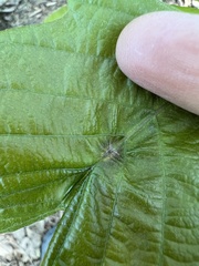 Macrodiplosis niveipila