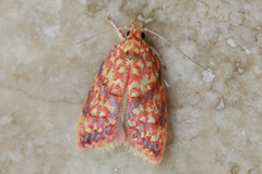 Lophopepla igniferella