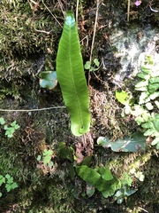 Asplenium scolopendrium americanum