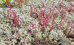 Cladonia caroliniana