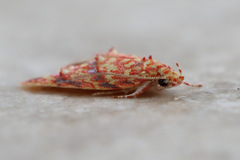 Lophopepla igniferella