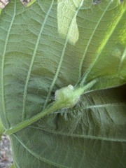 Macrodiplosis niveipila