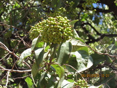 Ehretia latifolia