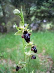 Ophrys × nouletii