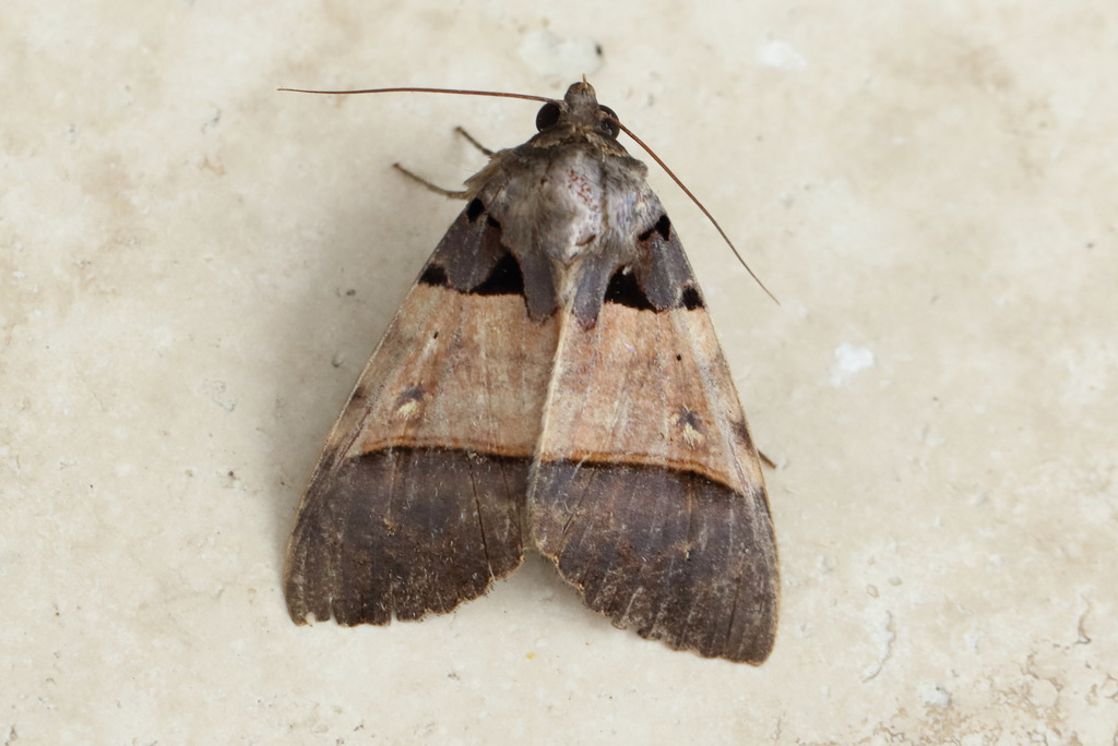 Serrodes mediopallens