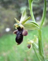 Ophrys × nouletii