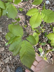 Macrodiplosis niveipila