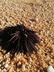 Echinometra vanbrunti