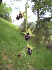 Ophrys × nouletii