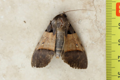 Serrodes mediopallens