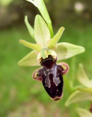 Ophrys × nouletii