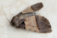 Serrodes mediopallens