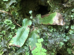 Asplenium scolopendrium americanum