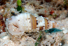 Rhinoclavis sinensis