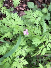 Geranium robertianum