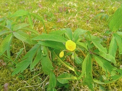 Anemonoides ranunculoides