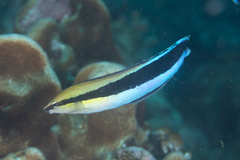 Aspidontus taeniatus