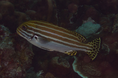 Plectorhinchus lessonii
