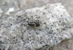 Habronattus sabulosus