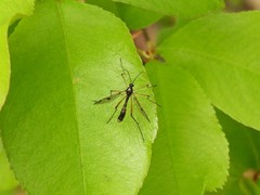 Ptychoptera contaminata