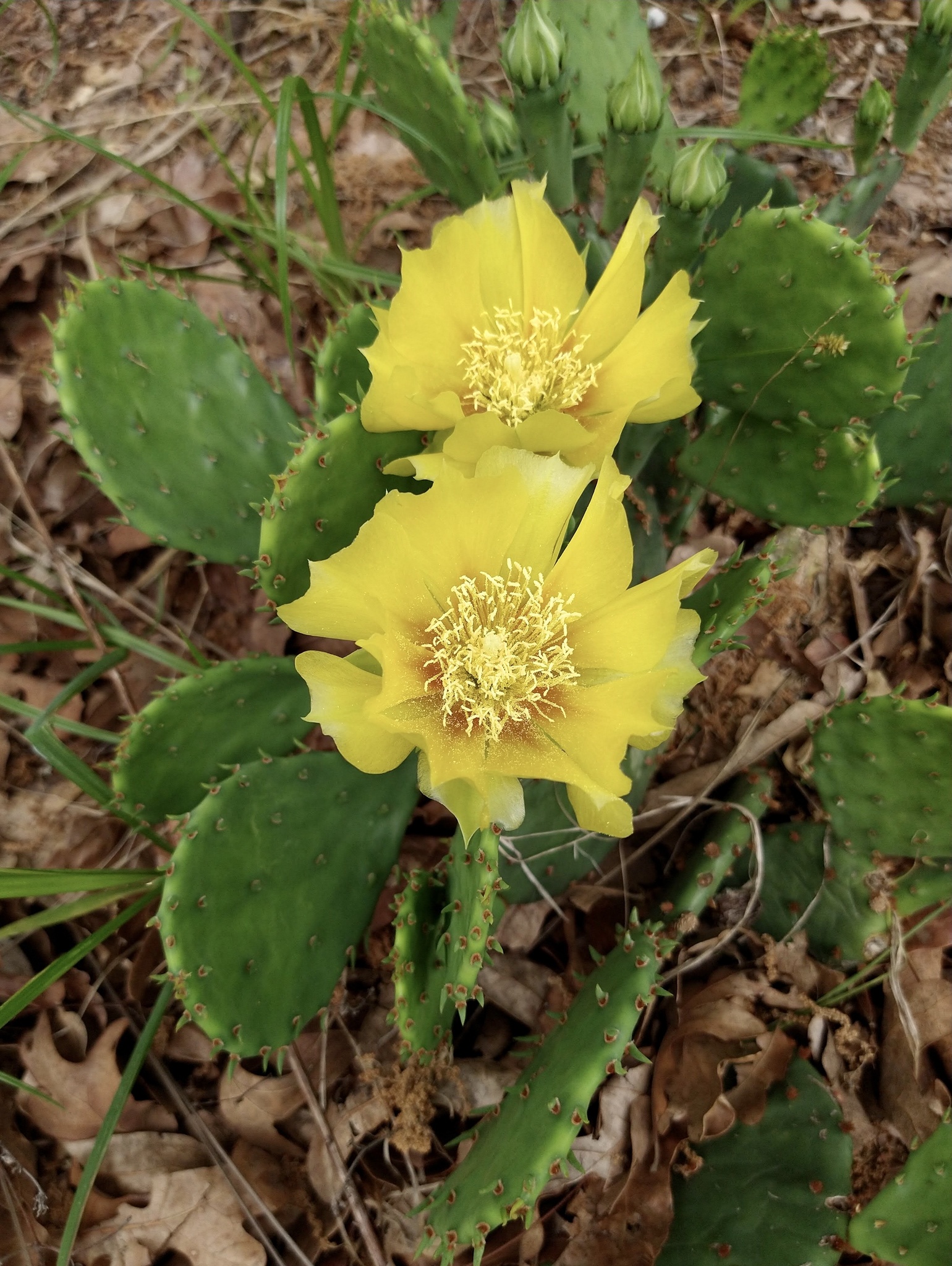 Opuntia macrorhiza