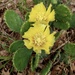 Prairie Pricklypear - Photo (c) Rick Travis, some rights reserved (CC BY-NC), uploaded by Rick Travis