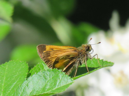 Hobomok Skipper