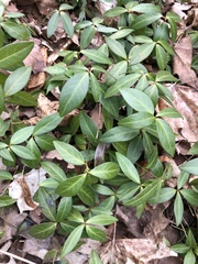 Vinca minor