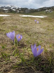 Crocus veluchensis