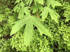 Acer macrophyllum