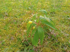 Anemonoides ranunculoides
