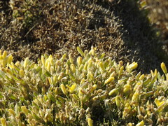 Stauracanthus spectabilis