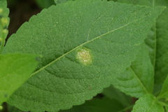 Melampsora rostrupii