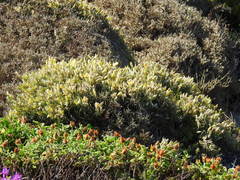 Stauracanthus spectabilis