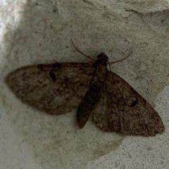 Eupithecia tantillaria